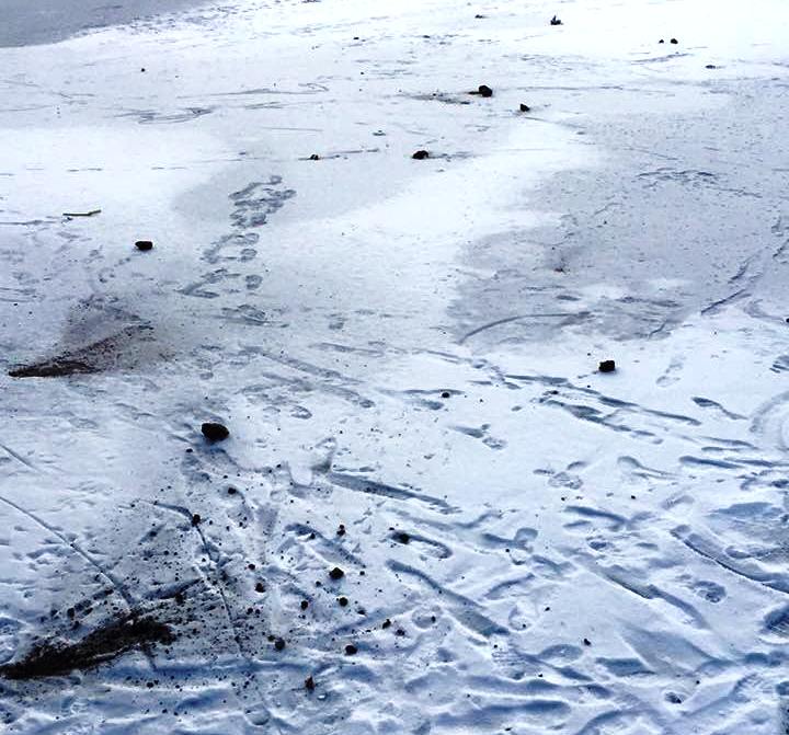 Белые лебеди будут зимовать в «Городском саду» Кременчуга, чёрных забрали Белые лебеди будут зимовать в «Городском саду» Кременчуга, чёрных забрали