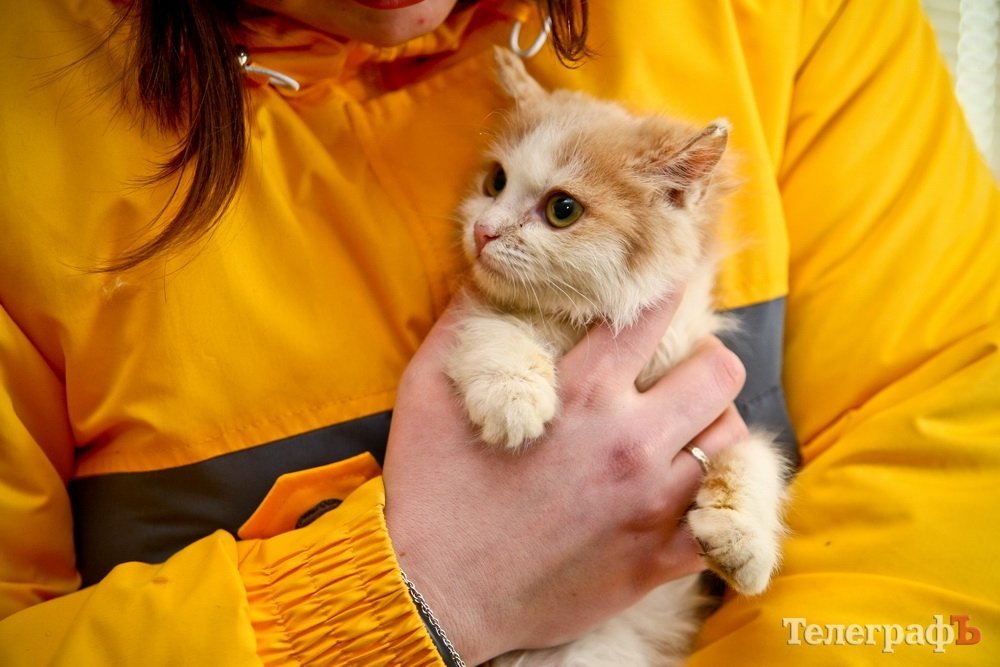 Кот, которому просто не повезло Кот, которому просто не повезло