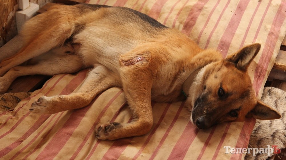 В Кременчуге кто-то отстреливает бездомных собак В Кременчуге кто-то отстреливает бездомных собак