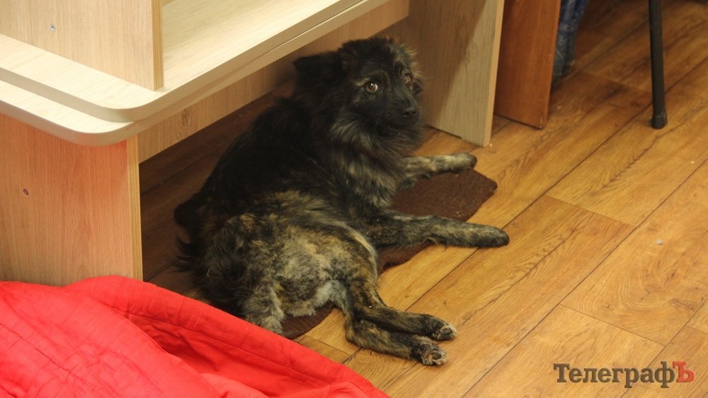 В Кременчуге кто-то отстреливает бездомных собак В Кременчуге кто-то отстреливает бездомных собак