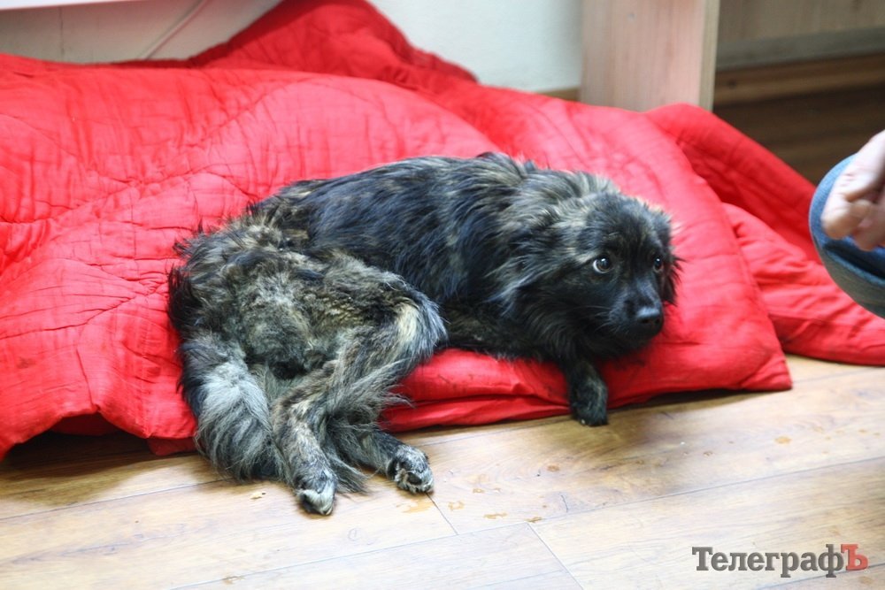 В Кременчуге кто-то отстреливает бездомных собак В Кременчуге кто-то отстреливает бездомных собак