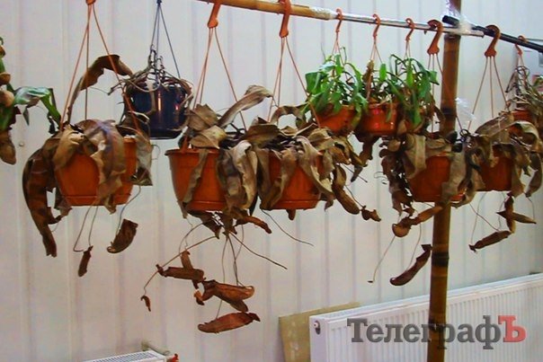 «Змея Зина - добрая девочка, она может не больно укусить, если ей наступить на хвостик» «Змея Зина - добрая девочка, она может не больно укусить, если ей наступить на хвостик»