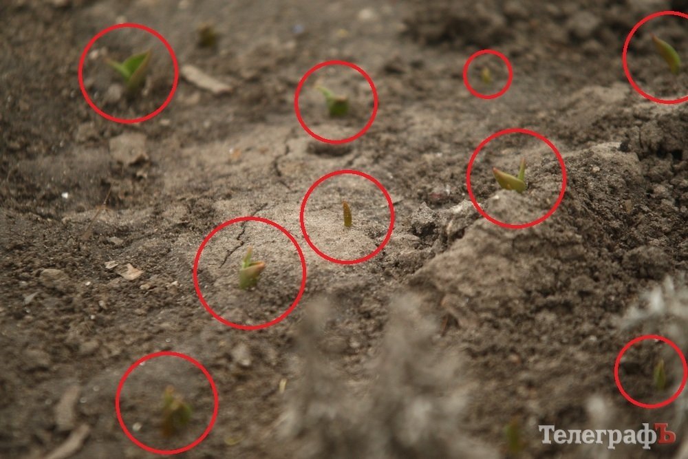 Живые мертвецы! Нарциссы-зомби появились на улицах Кременчуга Живые мертвецы! Нарциссы-зомби появились на улицах Кременчуга