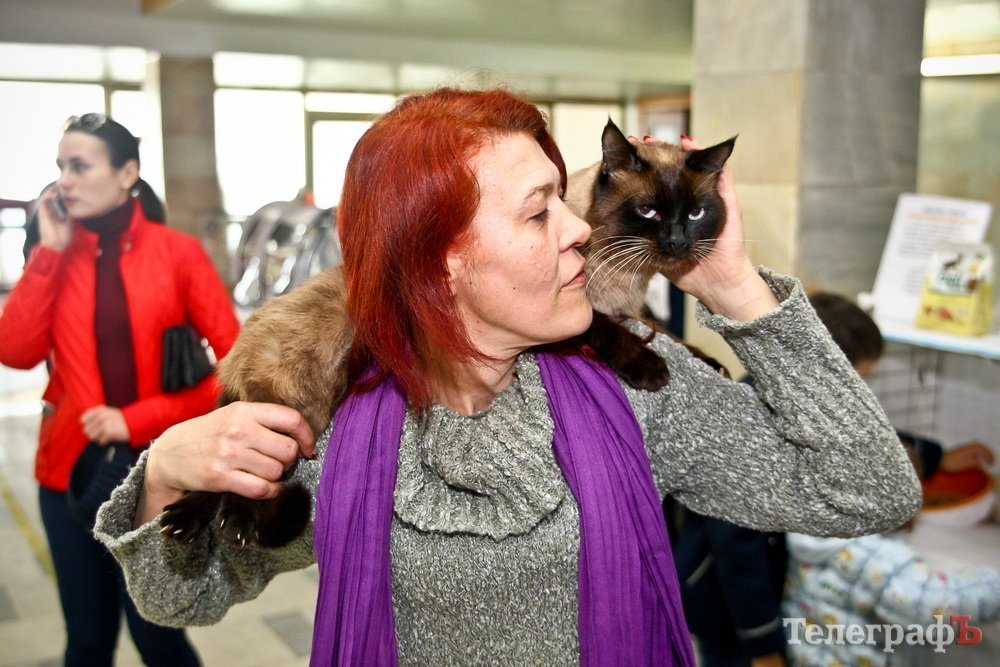 Где найти киску за тысячу долларов Где найти киску за тысячу долларов