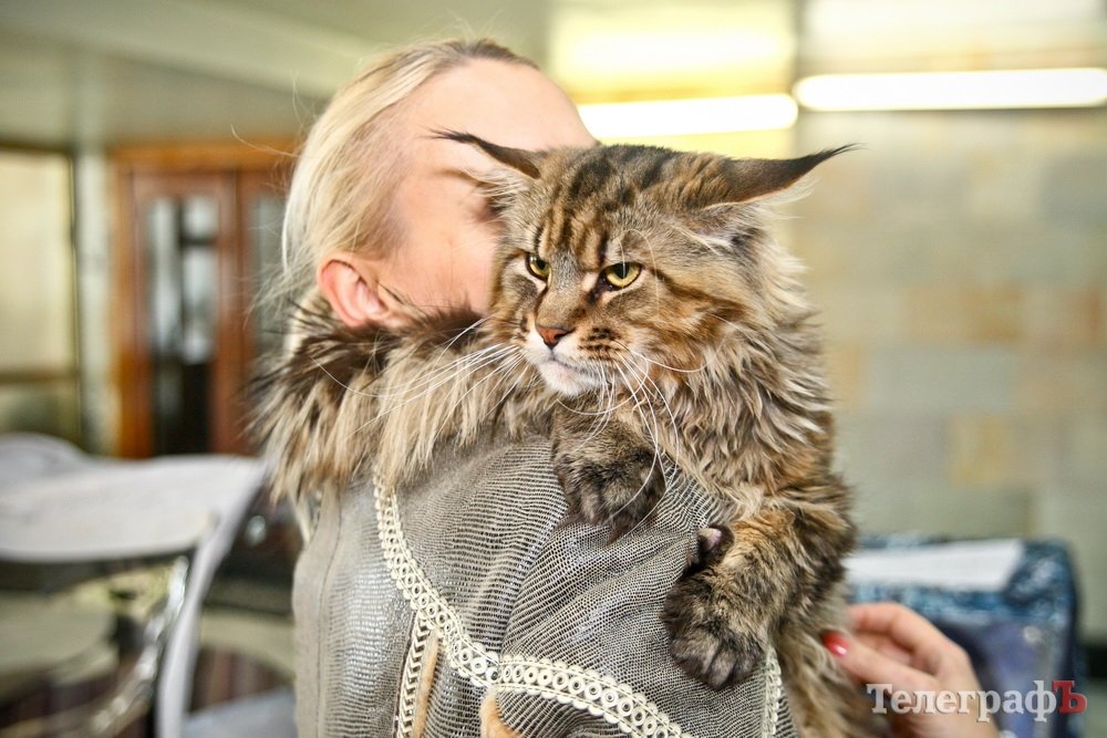 Где найти киску за тысячу долларов Где найти киску за тысячу долларов