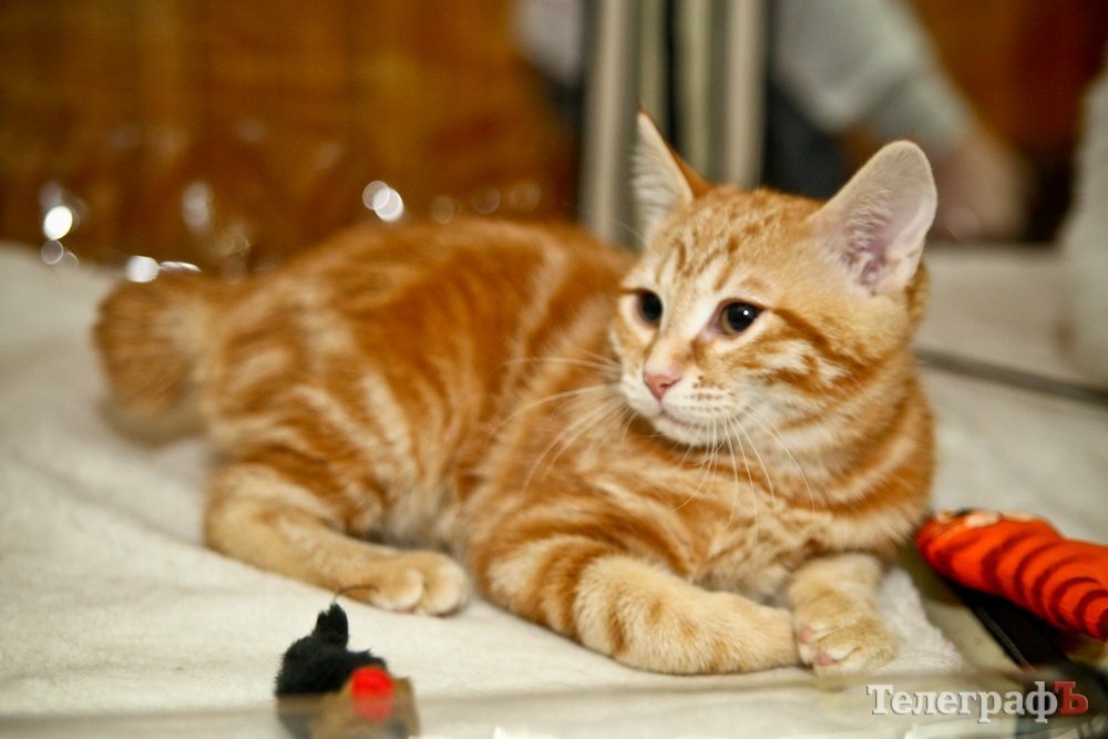 Где найти киску за тысячу долларов Где найти киску за тысячу долларов