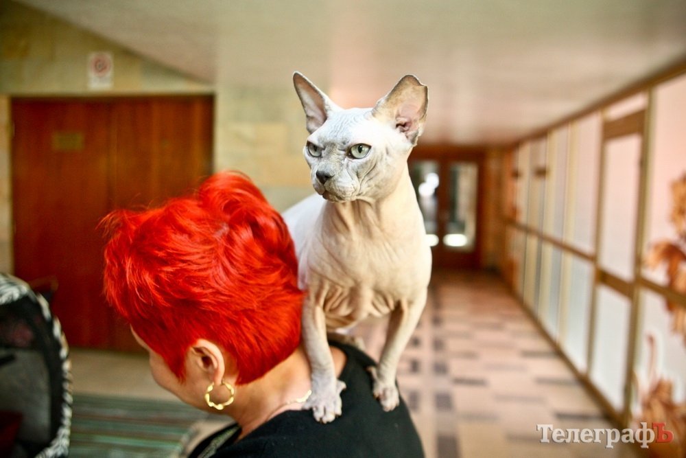 Где найти киску за тысячу долларов Где найти киску за тысячу долларов