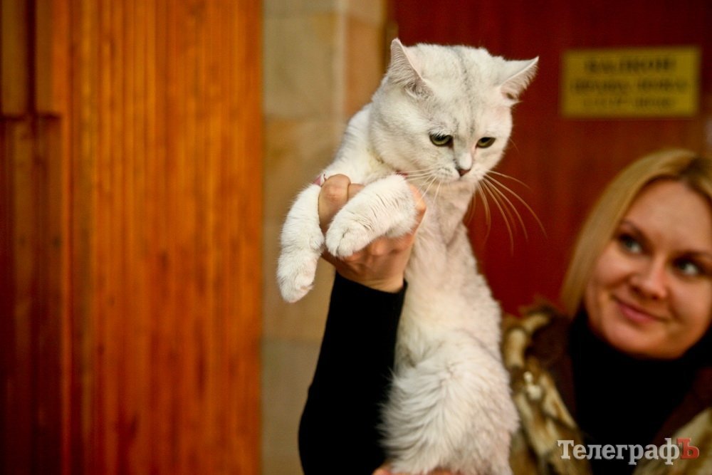 Где найти киску за тысячу долларов Где найти киску за тысячу долларов