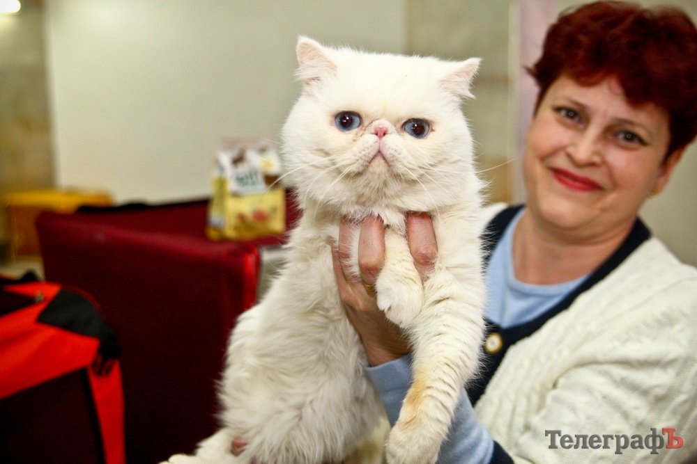 Где найти киску за тысячу долларов Где найти киску за тысячу долларов