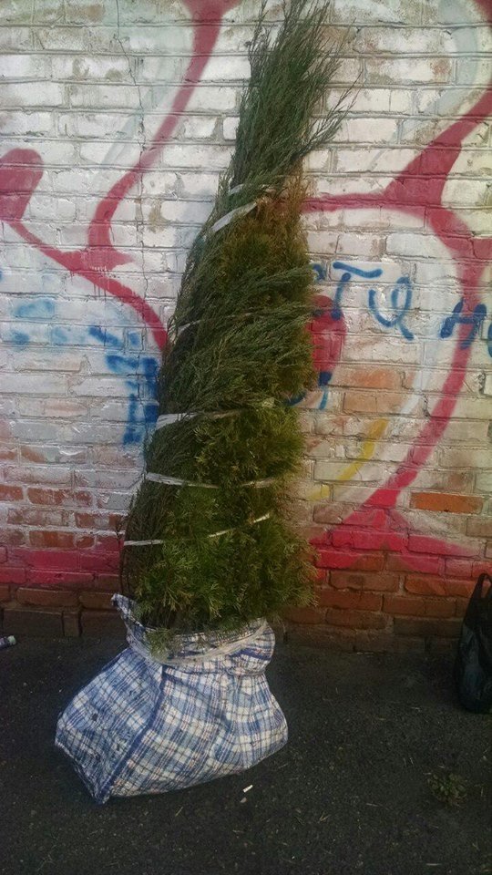 Весна пришла: в Кременчуге начали "тырить" туи Весна пришла: в Кременчуге начали "тырить" туи