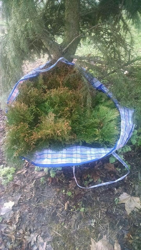 Весна пришла: в Кременчуге начали "тырить" туи Весна пришла: в Кременчуге начали "тырить" туи