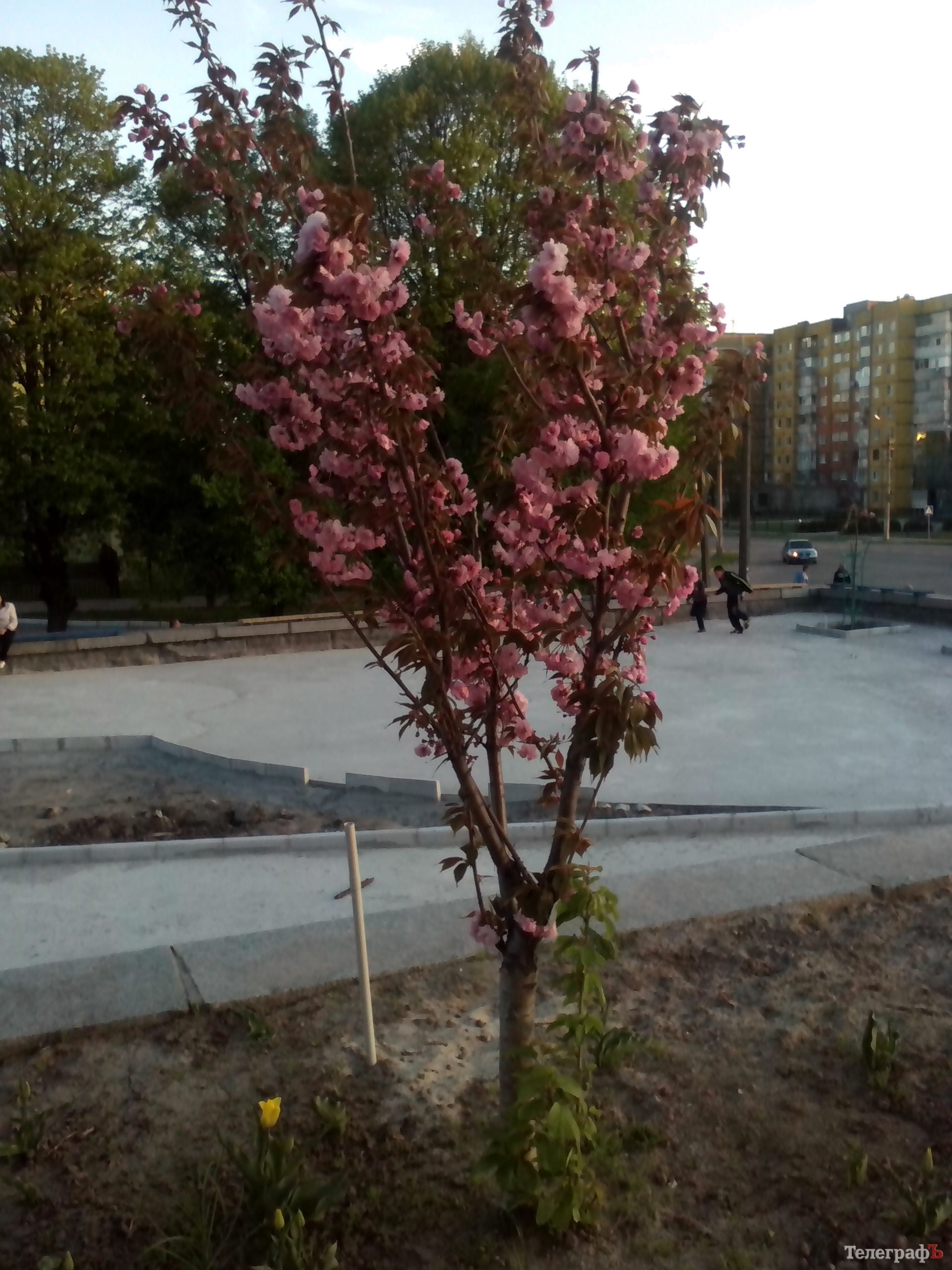 Сэлфи с сакурой теперь можно сделать и на Молодежном:) Сэлфи с сакурой теперь можно сделать и на Молодежном:)