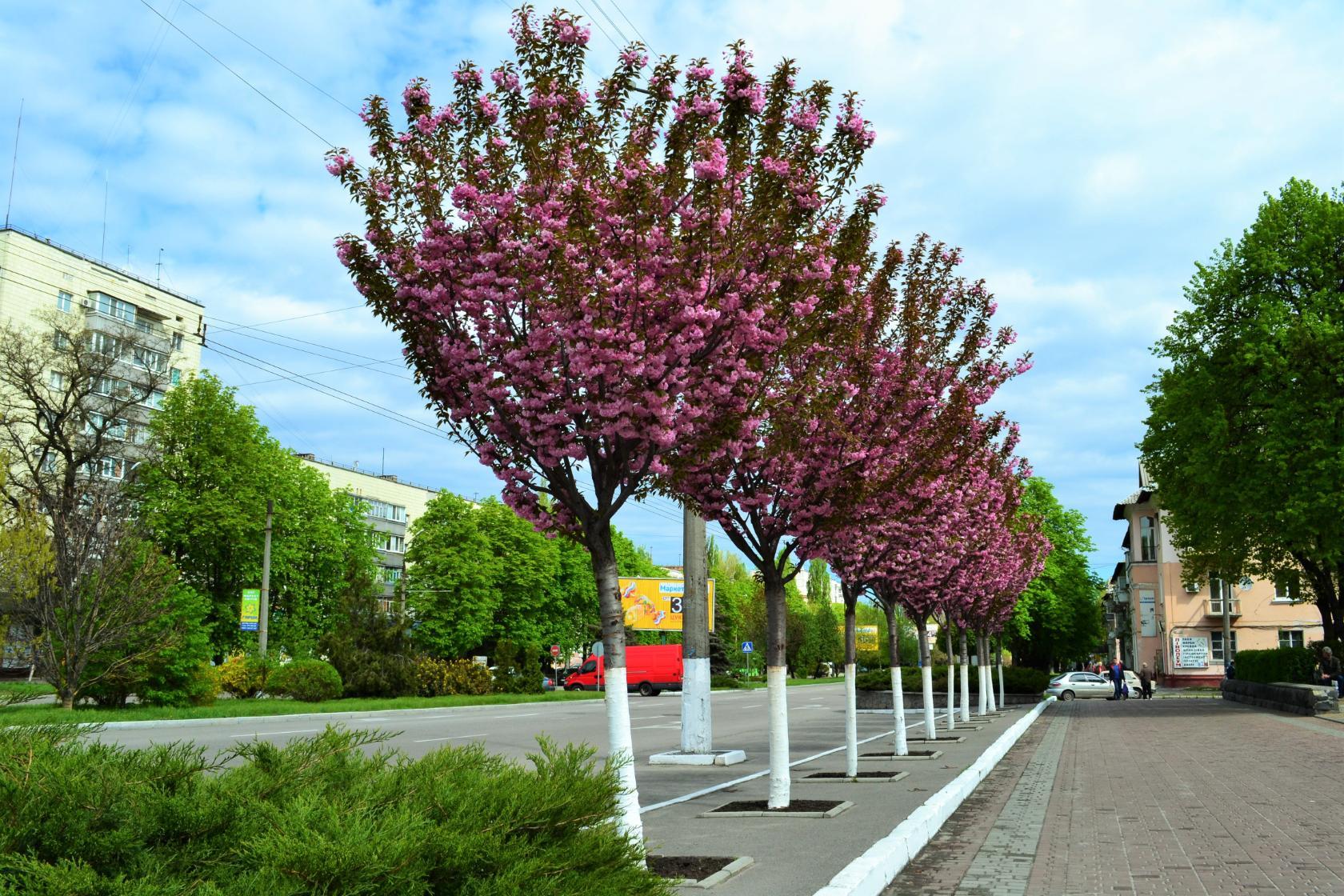 Сэлфи с сакурой теперь можно сделать и на Молодежном:) Сэлфи с сакурой теперь можно сделать и на Молодежном:)