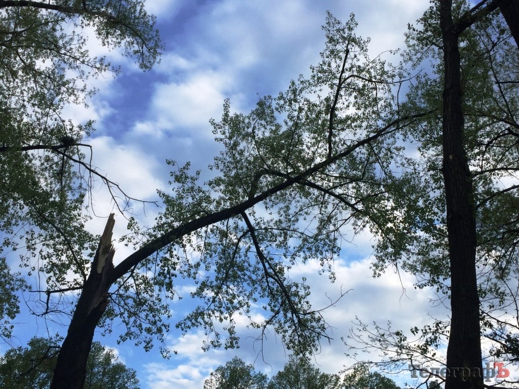 В Кременчуге возле школы №27 упало дерево и оборвало провода В Кременчуге возле школы №27 упало дерево и оборвало провода