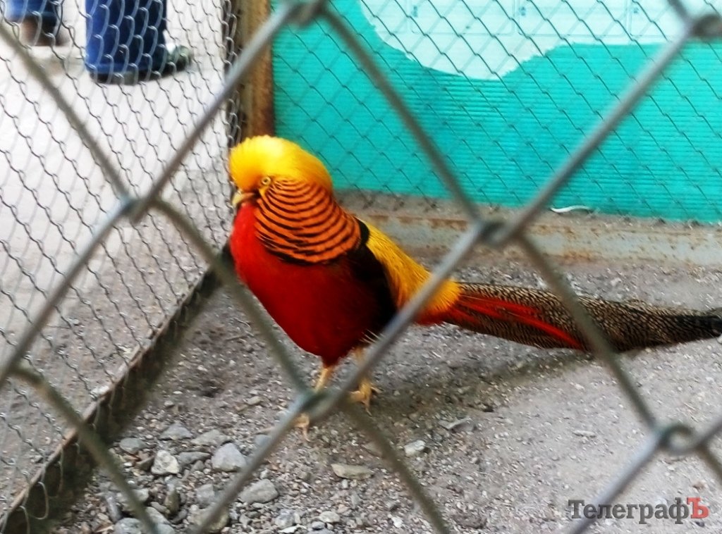 Поездка выходного дня: из Кременчуга - почти в Голландию Поездка выходного дня: из Кременчуга - почти в Голландию