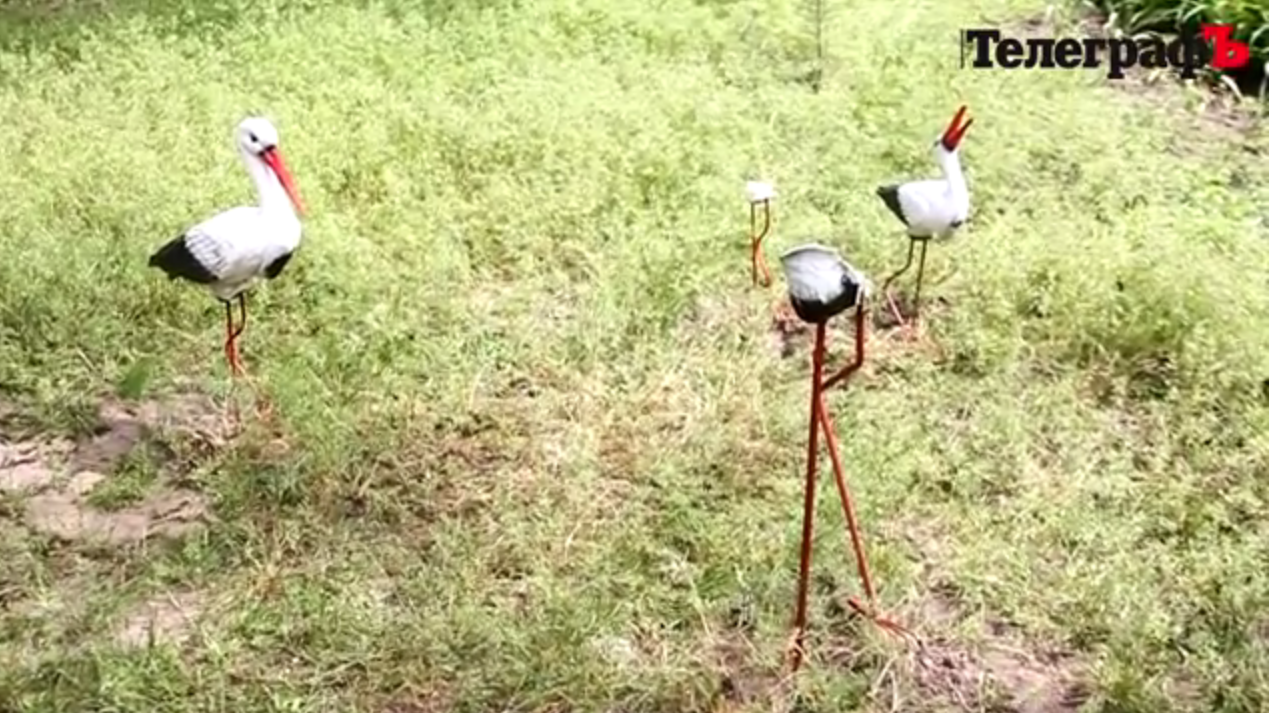 Гриша в небезпеці - кременчуцькі вандали взялися за лелек Гриша в небезпеці - кременчуцькі вандали взялися за лелек