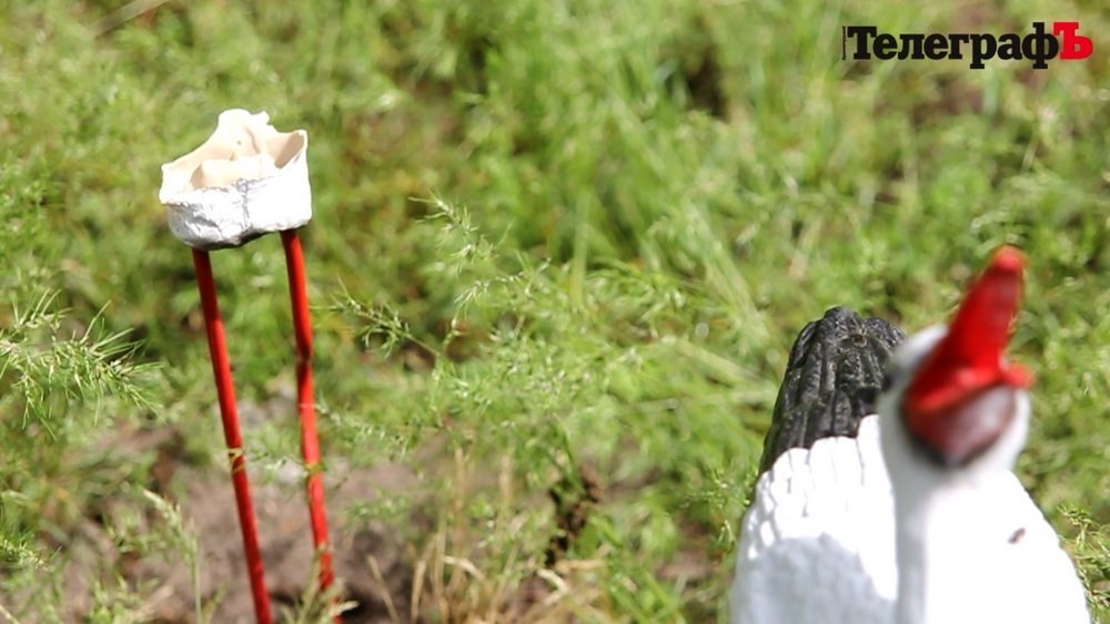 Гриша в небезпеці - кременчуцькі вандали взялися за лелек Гриша в небезпеці - кременчуцькі вандали взялися за лелек