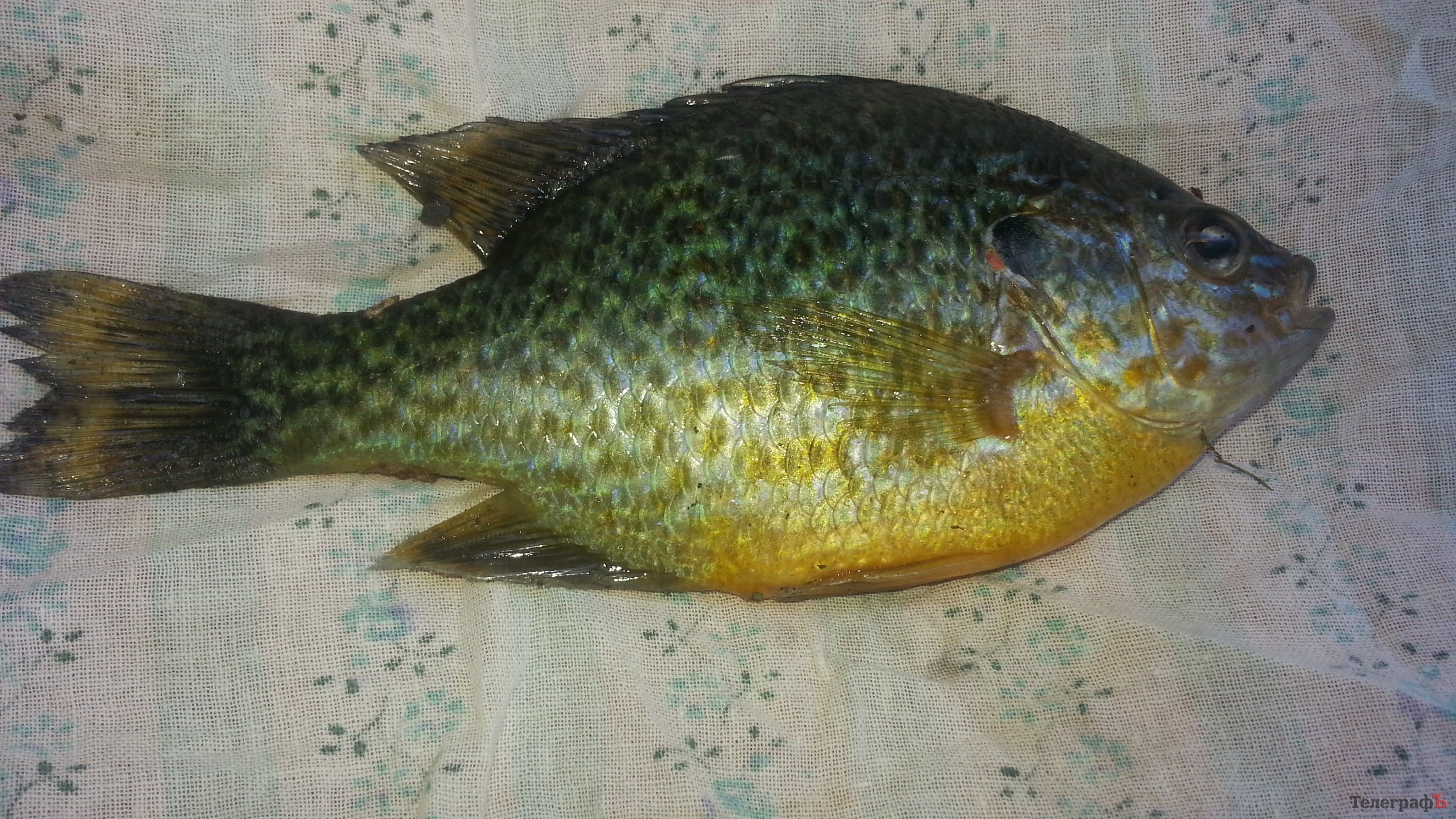 Маленькие рыбаки выловили чудо-рыбку в Псле Маленькие рыбаки выловили чудо-рыбку в Псле