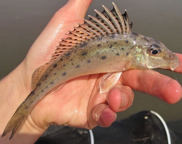 Маленькие рыбаки выловили чудо-рыбку в Псле Маленькие рыбаки выловили чудо-рыбку в Псле