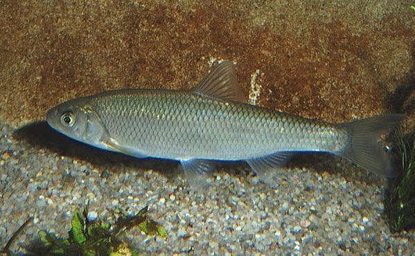 Маленькие рыбаки выловили чудо-рыбку в Псле Маленькие рыбаки выловили чудо-рыбку в Псле