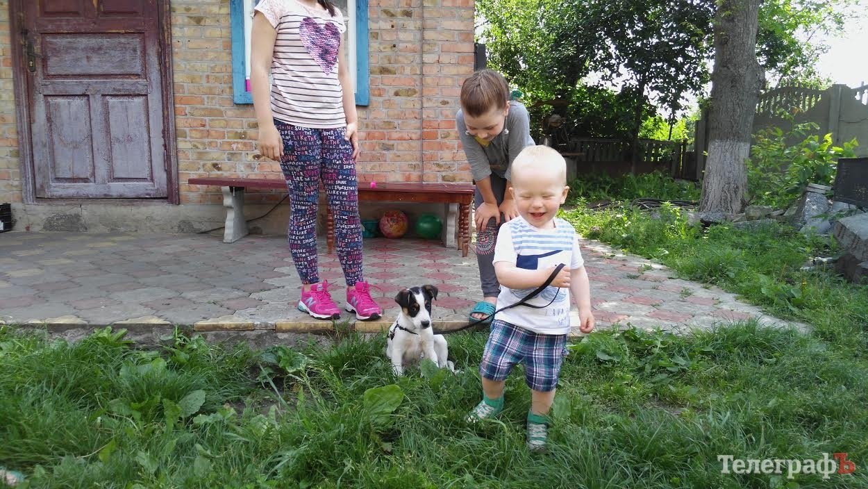 Миленький пёсик ищет хозяина (НАШЕЛ:) Миленький пёсик ищет хозяина (НАШЕЛ:)