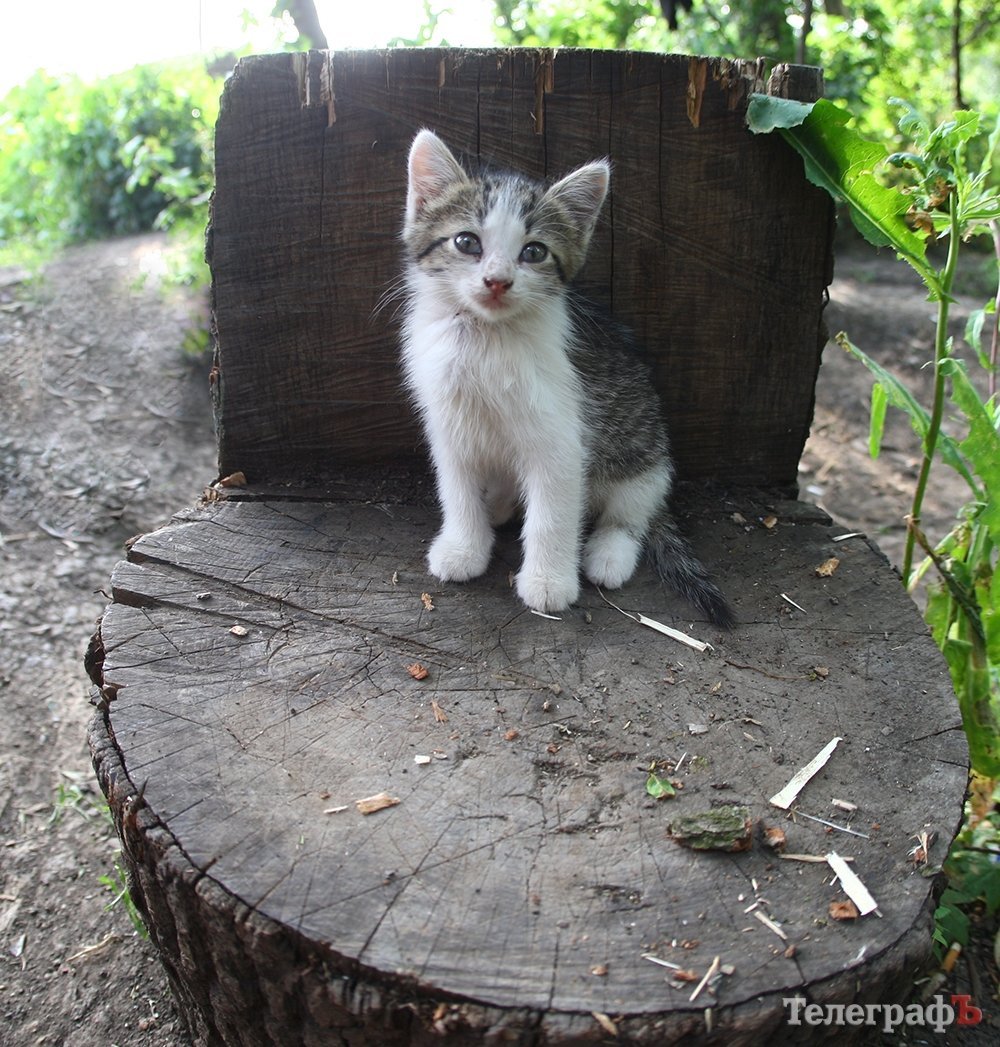 «15 «ксероксів» на передовій, як розтяжки», - кременчуцькі волонтери про котів «15 «ксероксів» на передовій, як розтяжки», - кременчуцькі волонтери про котів