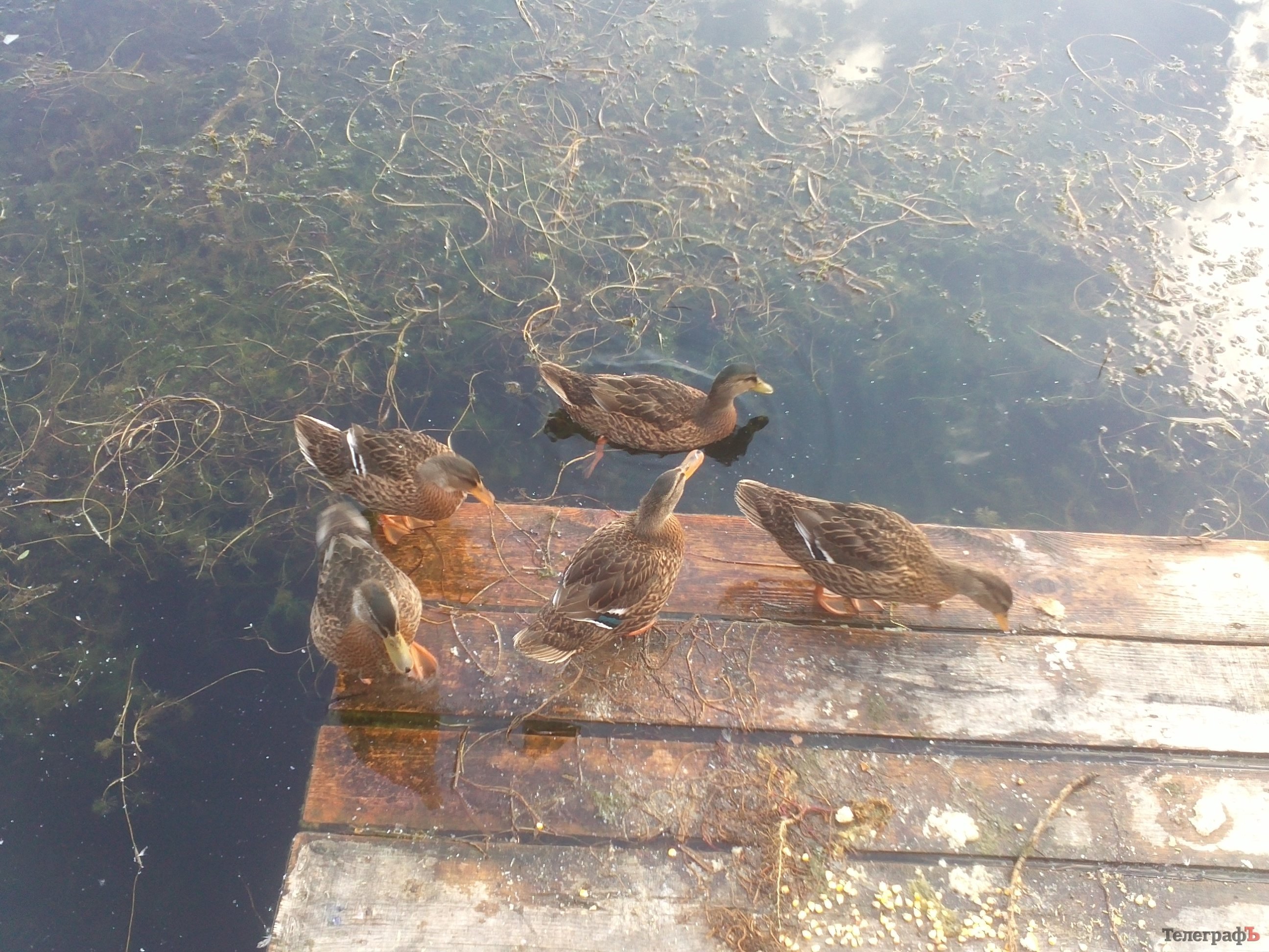 На озері у Міському саду з’явилися качки На озері у Міському саду з’явилися качки