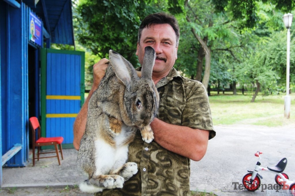 Лохматые голуби и огромные курицы в Кременчуге Лохматые голуби и огромные курицы в Кременчуге