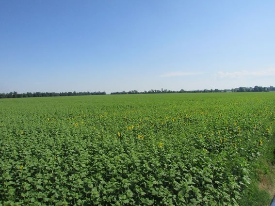На Полтавщине фермер нашел в своем поле «весёлый уголок»... На Полтавщине фермер нашел в своем поле «весёлый уголок»...