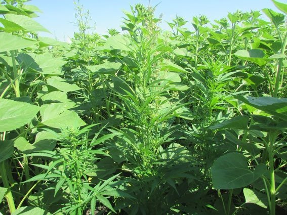 На Полтавщине фермер нашел в своем поле «весёлый уголок»... На Полтавщине фермер нашел в своем поле «весёлый уголок»...