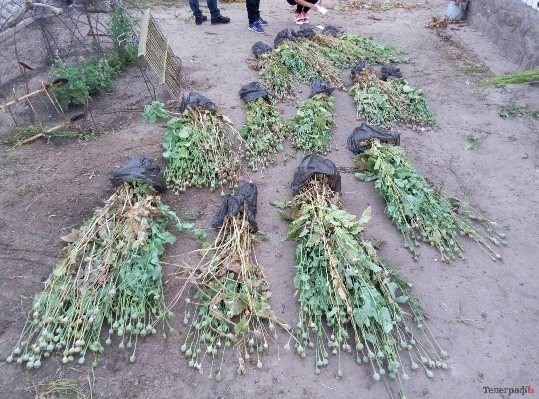 У Кременчуцькому районі в бабусі росло зо півтисячі корінців маку «як бур’ян» У Кременчуцькому районі в бабусі росло зо півтисячі корінців маку «як бур’ян»