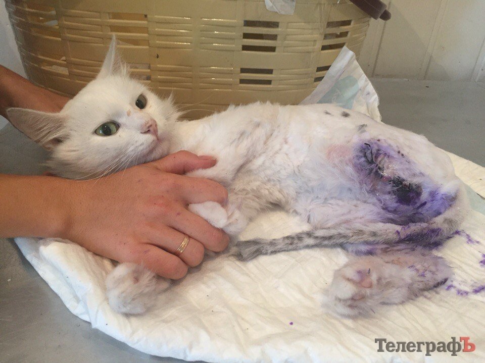 Наши люди: Валерия, Доктор АйБолит и много спасенных котиков Наши люди: Валерия, Доктор АйБолит и много спасенных котиков