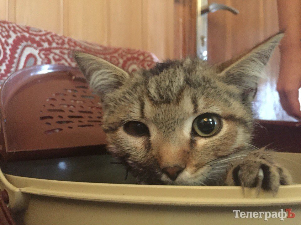 Наши люди: Валерия, Доктор АйБолит и много спасенных котиков Наши люди: Валерия, Доктор АйБолит и много спасенных котиков