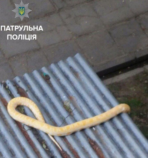 В Полтаве патрульные снимали питона с крыши балкона В Полтаве патрульные снимали питона с крыши балкона