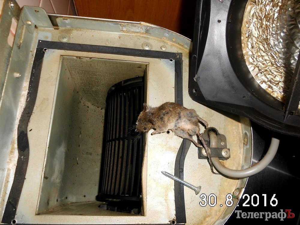 Ужасы нашего городка: кременчужане живут в окружении крыс Ужасы нашего городка: кременчужане живут в окружении крыс