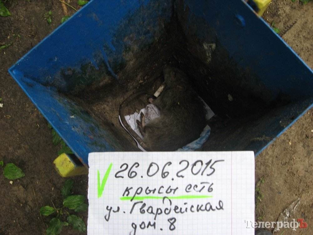 Ужасы нашего городка: кременчужане живут в окружении крыс Ужасы нашего городка: кременчужане живут в окружении крыс