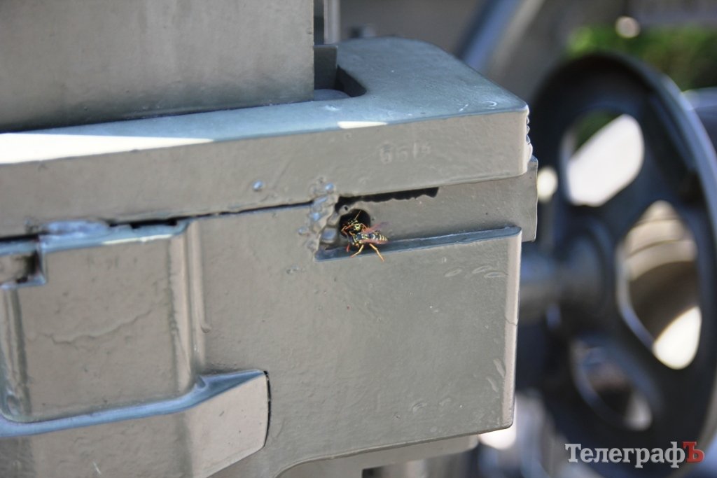 Осы «обзавелись пушкой» и ждут кременчужан в Парке Мира Осы «обзавелись пушкой» и ждут кременчужан в Парке Мира