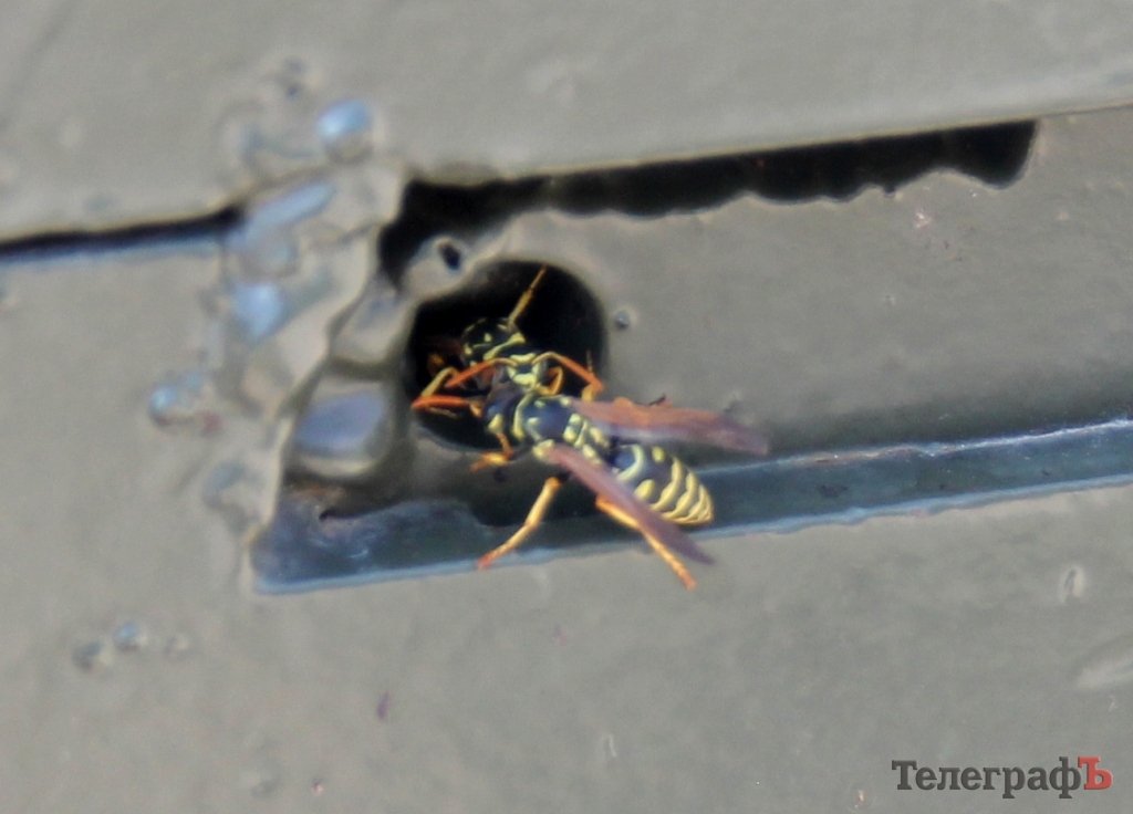 Осы «обзавелись пушкой» и ждут кременчужан в Парке Мира Осы «обзавелись пушкой» и ждут кременчужан в Парке Мира