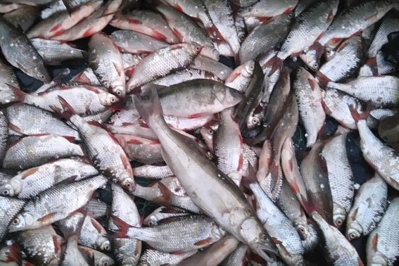 Кременчугские правоохранители поймали браконьера Кременчугские правоохранители поймали браконьера