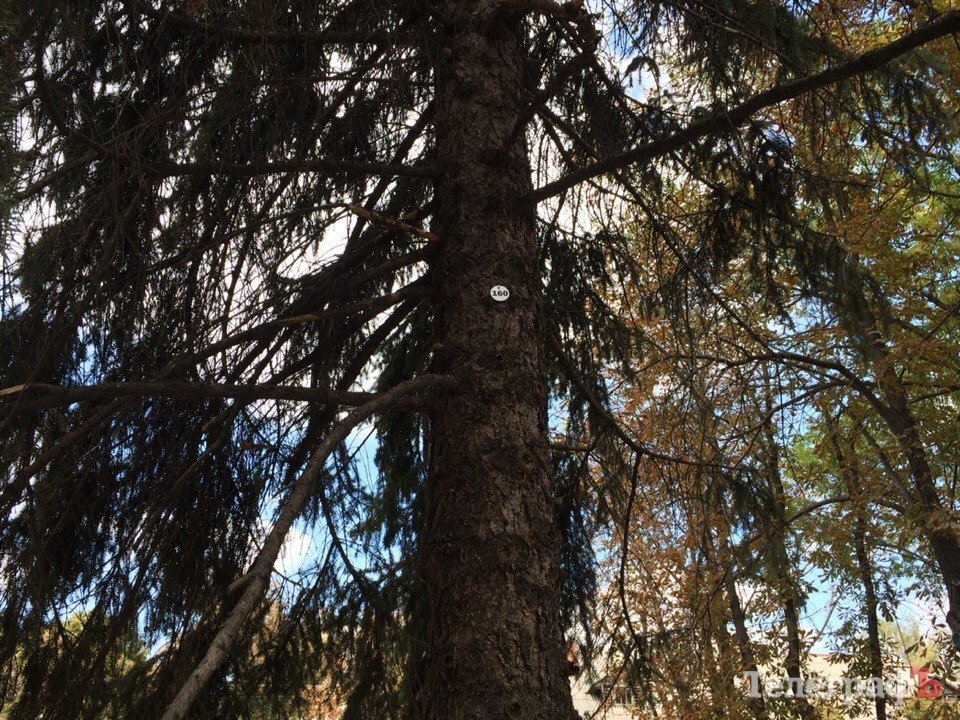 В Кременчуге в сквере им. Бабаева пронумеровали деревья В Кременчуге в сквере им. Бабаева пронумеровали деревья