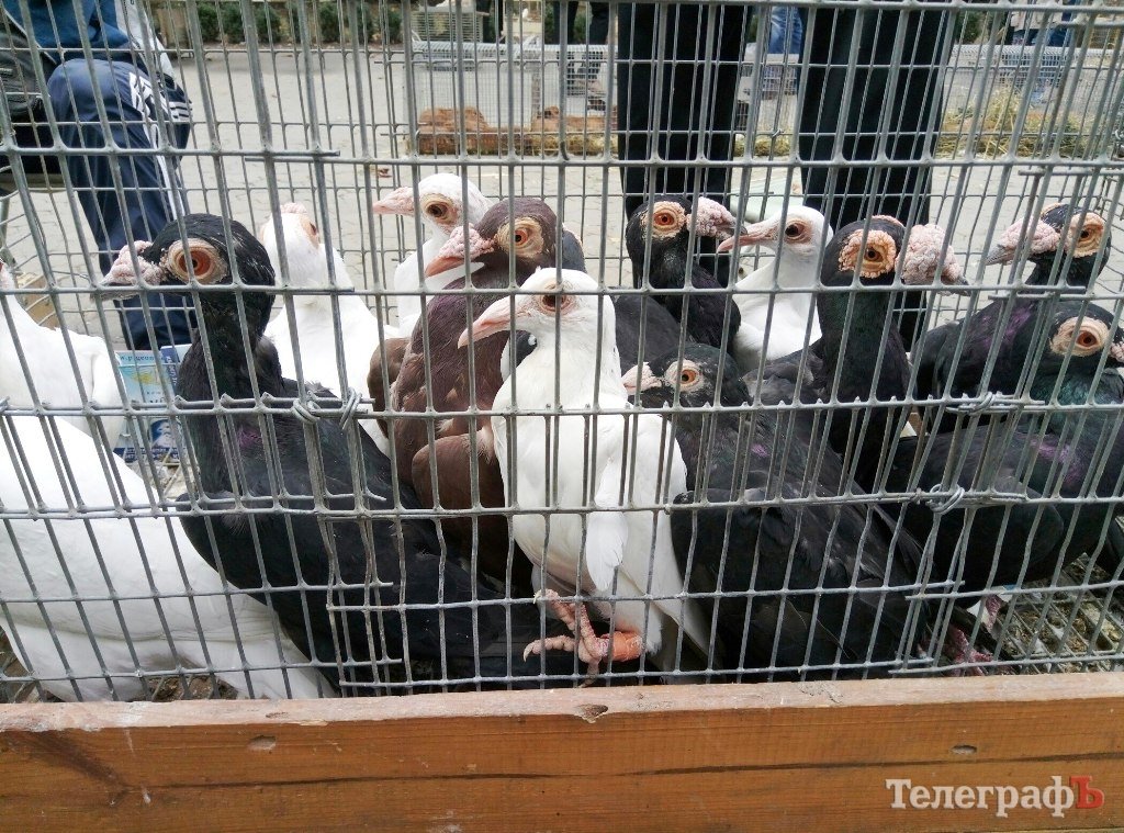 Голуби, попки, кролики и золотой фазан поселились на бульваре Пушкина Голуби, попки, кролики и золотой фазан поселились на бульваре Пушкина