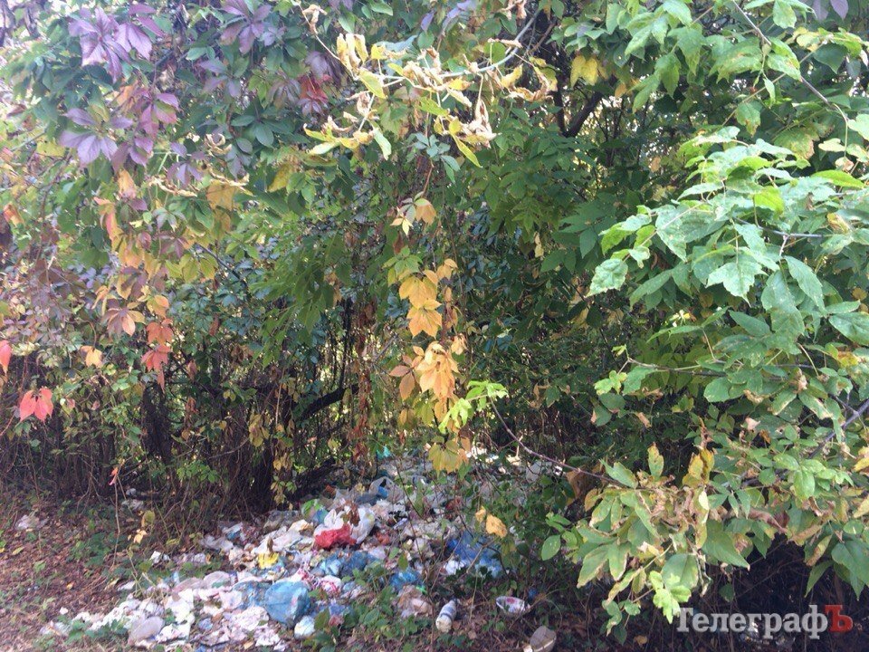 В Кременчуге в романтическом месте планируют сделать свалку для опалых листьев В Кременчуге в романтическом месте планируют сделать свалку для опалых листьев
