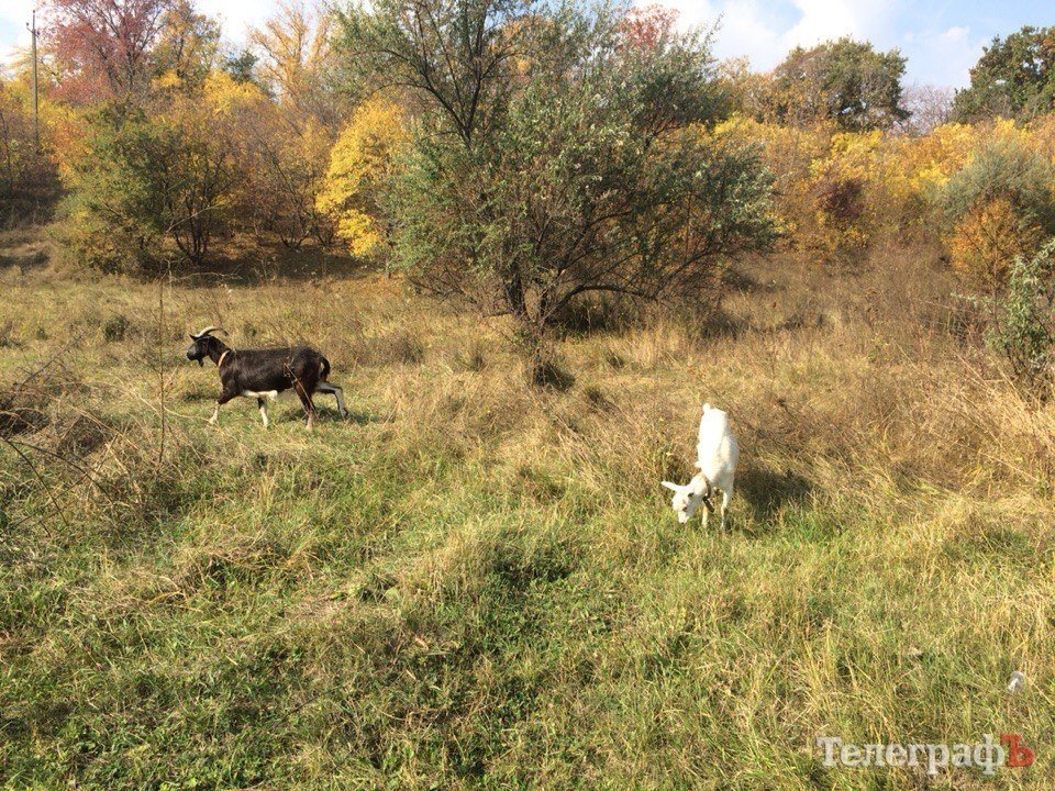 В Кременчуге в романтическом месте планируют сделать свалку для опалых листьев В Кременчуге в романтическом месте планируют сделать свалку для опалых листьев