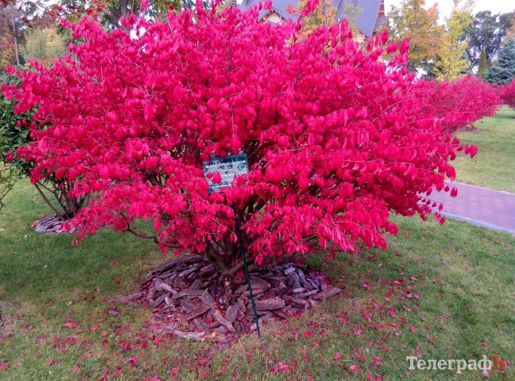 Тіньовий музей, або Межигір’я сьогодні Тіньовий музей, або Межигір’я сьогодні