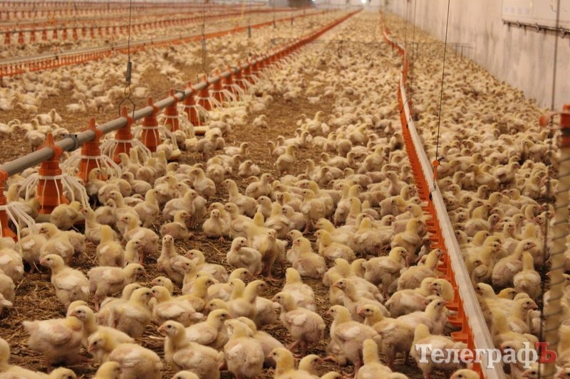 Чудеса Волині: навіщо кременчужанину їхати у таку далечінь Чудеса Волині: навіщо кременчужанину їхати у таку далечінь