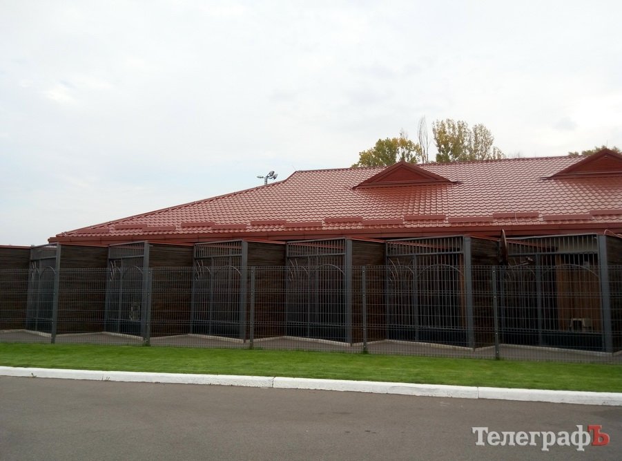 Собаки Януковича та кременчуцькі чотирилапі Собаки Януковича та кременчуцькі чотирилапі