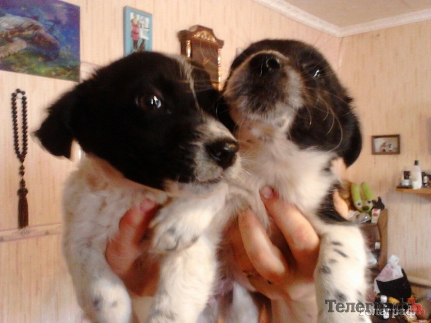 Собаки Януковича та кременчуцькі чотирилапі Собаки Януковича та кременчуцькі чотирилапі