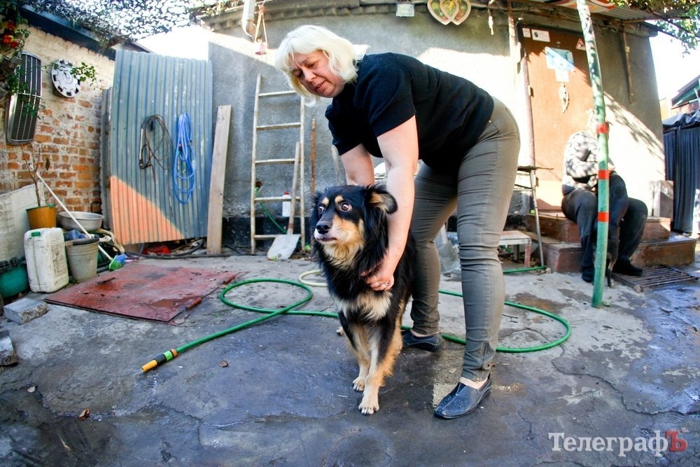 Собаки Януковича та кременчуцькі чотирилапі Собаки Януковича та кременчуцькі чотирилапі