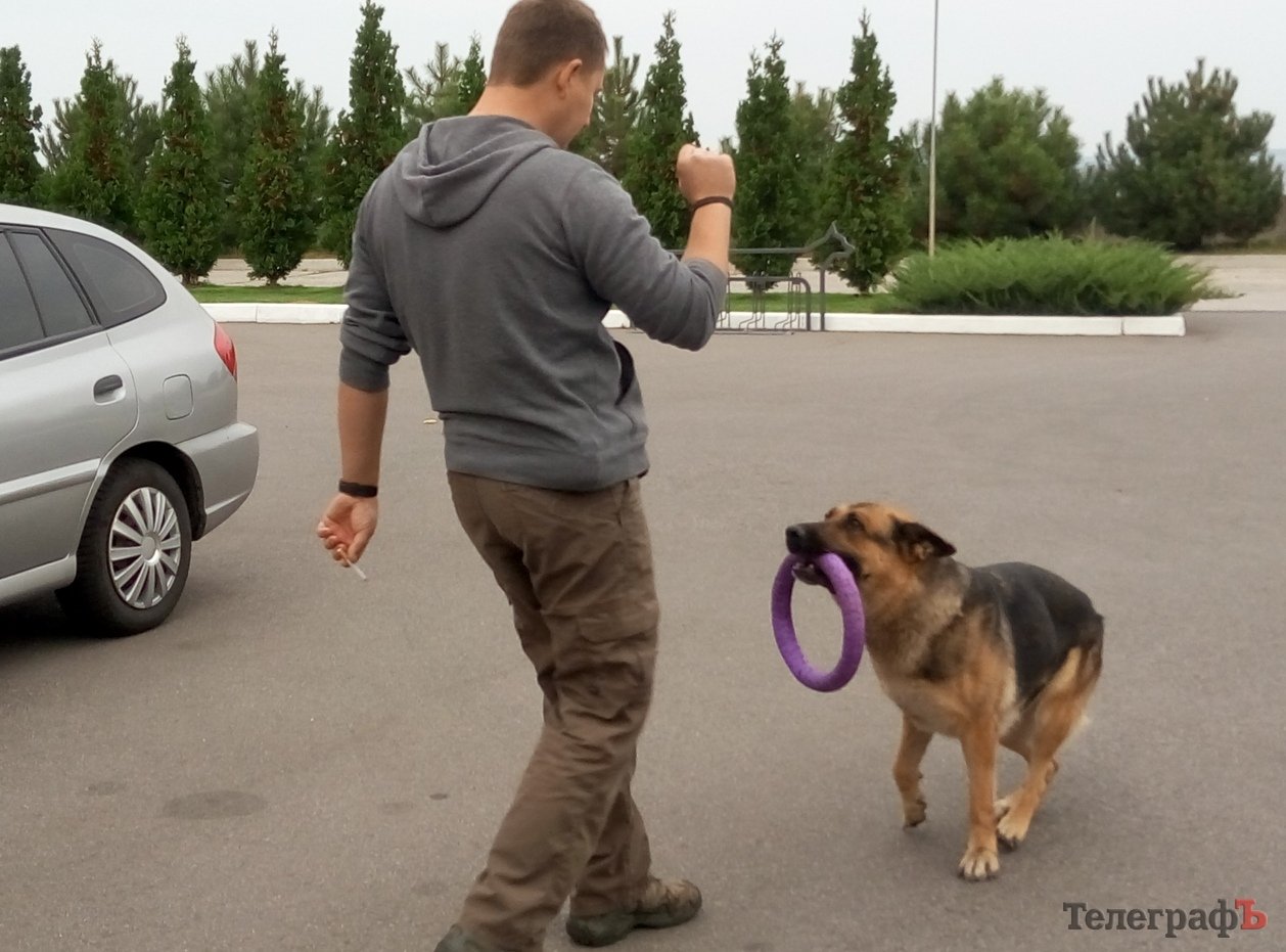 Собаки Януковича та кременчуцькі чотирилапі Собаки Януковича та кременчуцькі чотирилапі