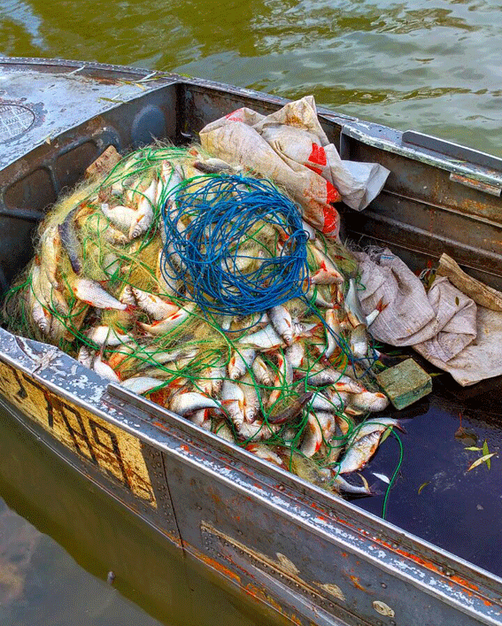 На Кременчугском водохранилище мужчина наловил рыбы на 70 тысяч На Кременчугском водохранилище мужчина наловил рыбы на 70 тысяч